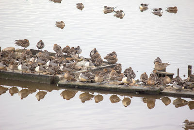 Birds swimming in lake