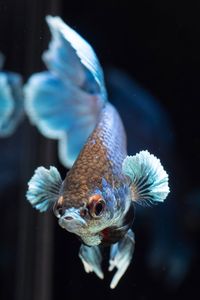 Close-up of fish against black background