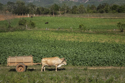 View of an animal on field