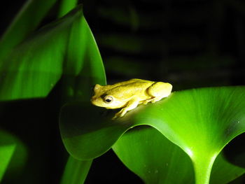 Close-up of frog on leaf