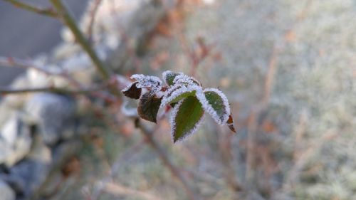 Close-up of frozen tree during winter