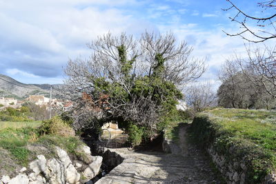 Footpath amidst trees against sky