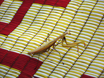 Close-up of praying mantis on textile