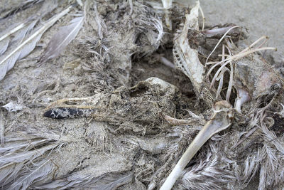 High angle view of fishing net on beach