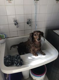 Dog in bathroom