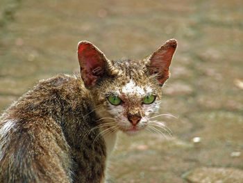 Close-up view of an animal