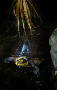 High angle view of turtle in stream
