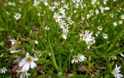 Close-up of white flowering plants