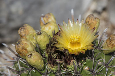 Close-up of yellow flowering plant