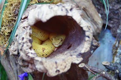 Snake in tree hole