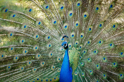 Full frame shot of peacock