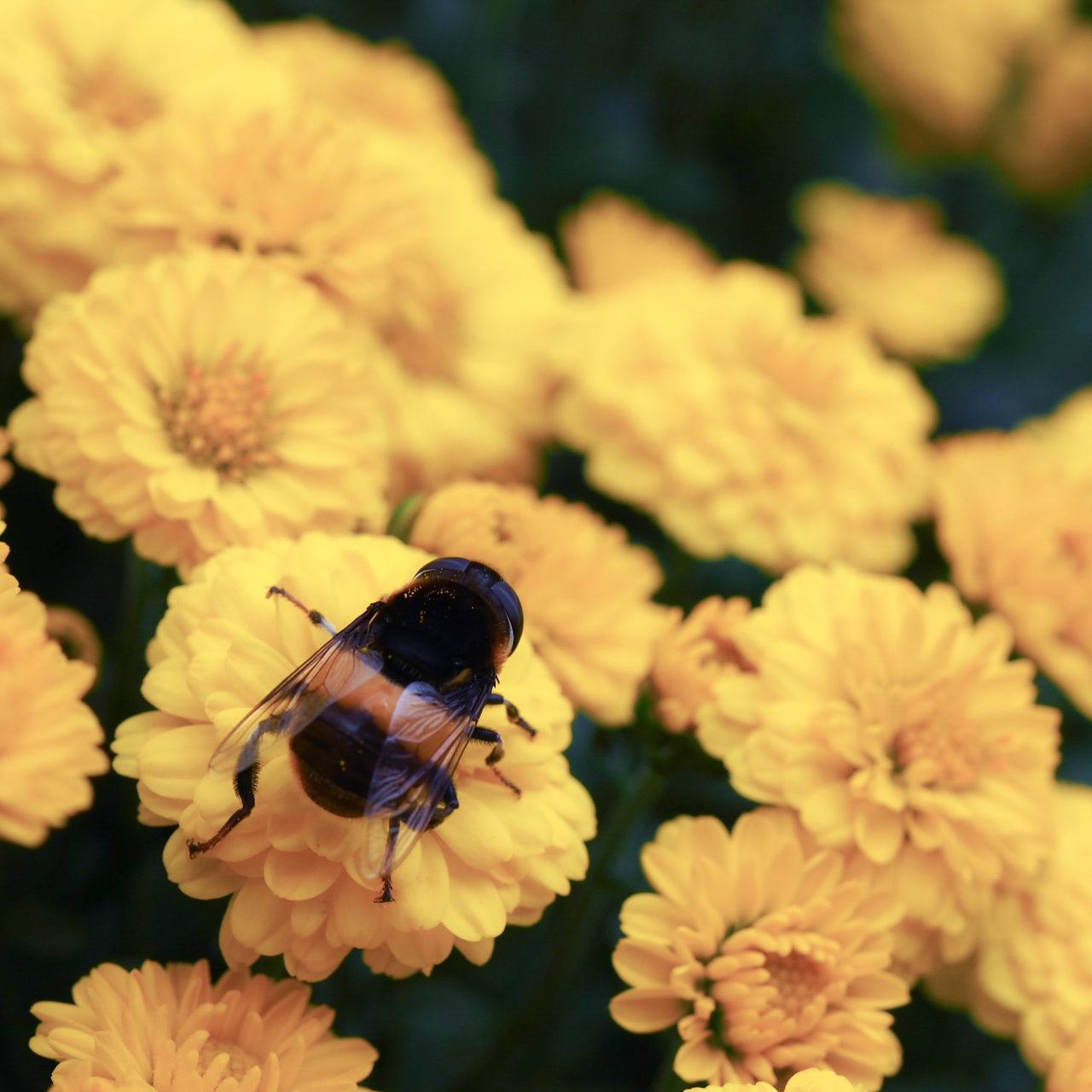 flower, fragility, insect, nature, beauty in nature, animal themes, animals in the wild, one animal, yellow, petal, freshness, close-up, growth, plant, focus on foreground, pollination, flower head, no people, day, outdoors, pollen