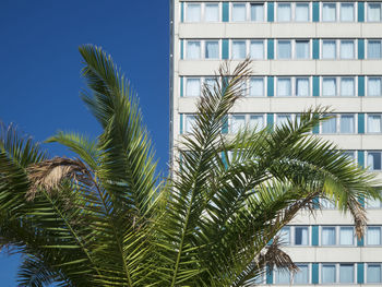 Low angle view of palm tree against sky