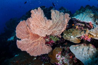 Close-up of coral in sea