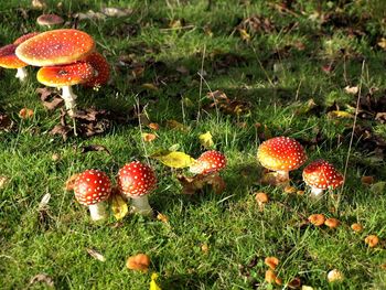 Close-up of mushrooms growing on field