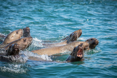 Sea lions swimming in sea