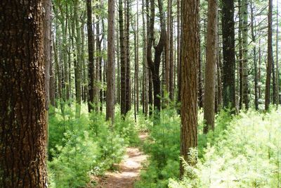 Trees in forest