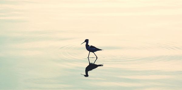 Birds in water