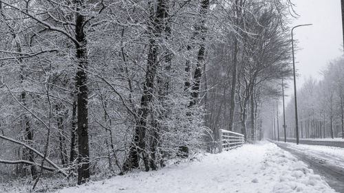 Snow covered trees in forest