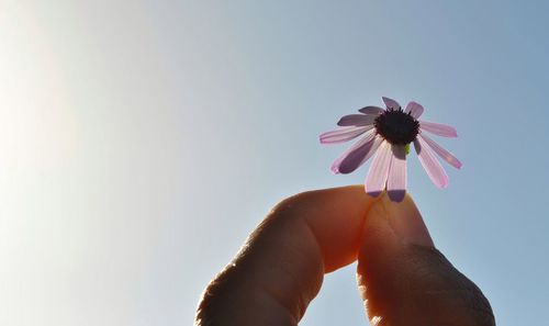 Close-up of hand holding red flower against sky