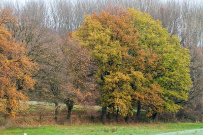 Trees on field during autumn