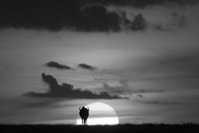 Mono wildebeest silhouetted against sun on horizon