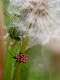 Close-up of insect pollinating on flower