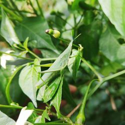 Close-up of fresh green plant