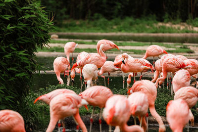 Flock of birds in lake