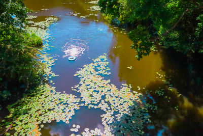 High angle view of fish swimming in lake