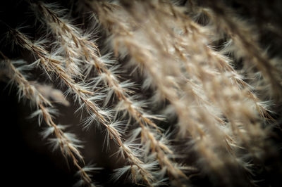 Close-up of plant against blurred background
