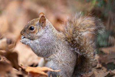 Close-up of squirrel