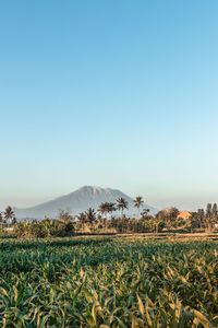 Scenic view of field against clear sky