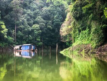 Scenic view of lake in forest