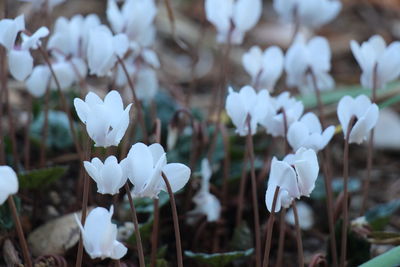 Close-up of white flowering plants on field