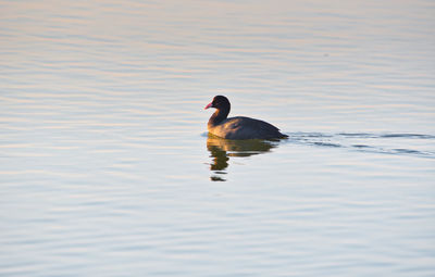Close-up of swan swimming in lake