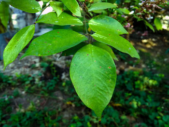 Close-up of fruit on plant