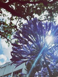 Close-up of flower tree against sky