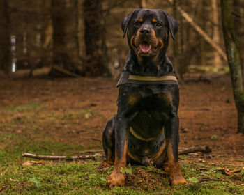 Portrait of dog sitting on field
