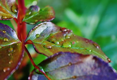 Close-up of plant