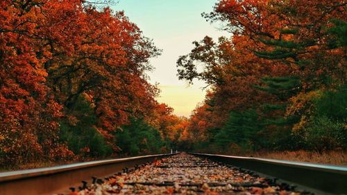 View of railroad tracks amidst trees during autumn