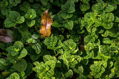 Full frame shot of fresh green leaves