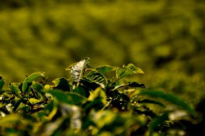 Close-up of insect on plant