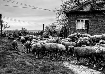 Flock on sheep walking on field