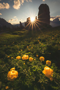 Yellow flowering plants on field against sky during sunset