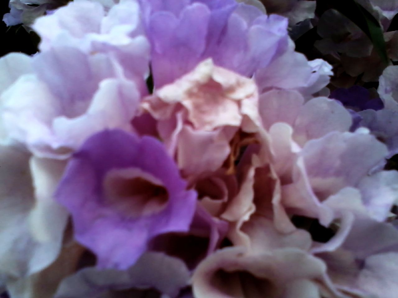 FULL FRAME SHOT OF PURPLE FLOWERS