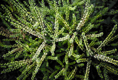 Close-up of leaves