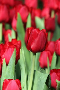 Full frame shot of red tulips