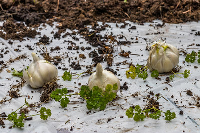 High angle view of white birds on field