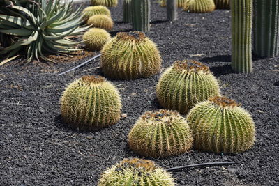 High angle view of succulent plant